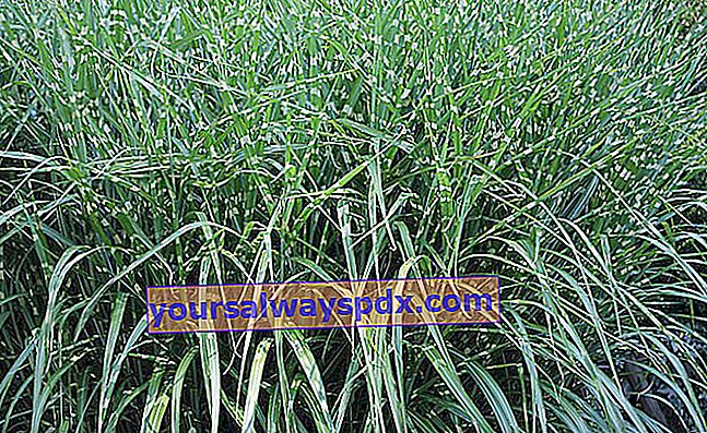 Grassen in de tuin: Miscanthus sinensis