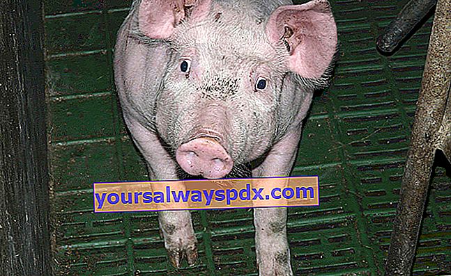 גידול חזירים תעשייתי: האם slurry הוא דשן טבעי לשימוש בגינה?