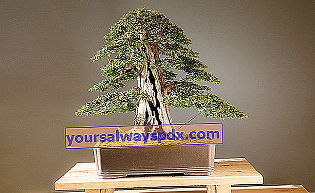 creare un bonsai