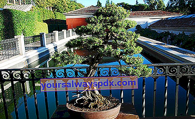 Hvordan opretter du din egen bonsai?