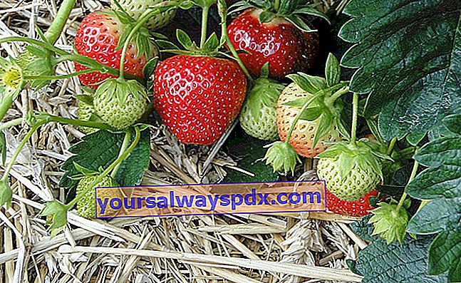 Erdbeere und Mulchen