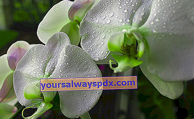 spray orkideen