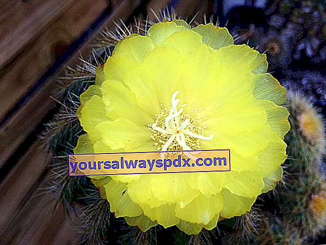 Kaktusblüte - Parodia Magnifica (früher Notocactus Magnificus)