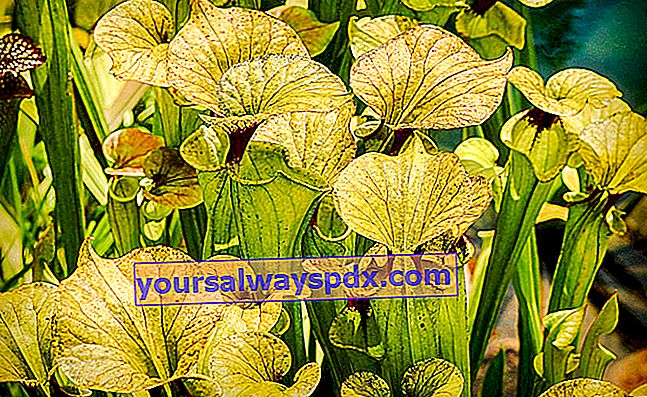 Sarracenia, צמח טורף