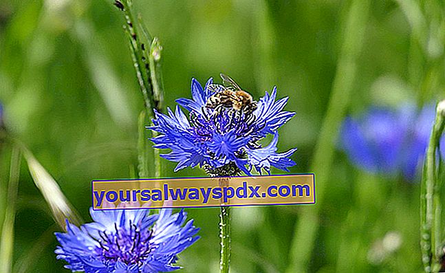 טל דבש שנאסף על ידי דבורים