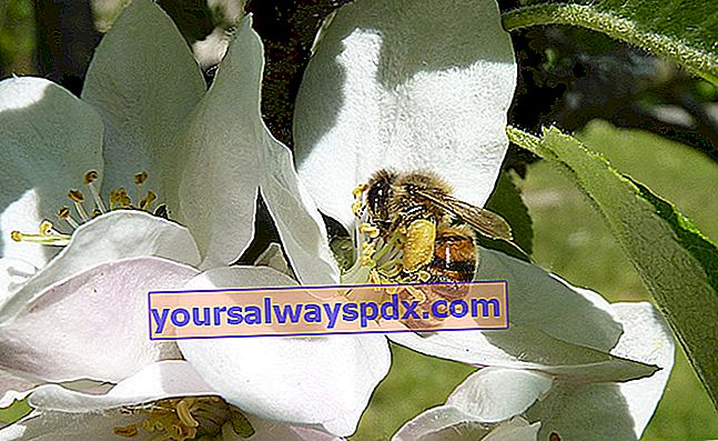 Bienen- und Fruchtblumen