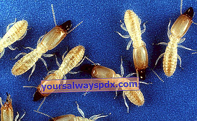 Reticulitermes flavipes או Sitetonge termite