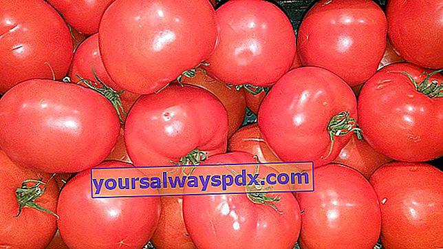 Bernes lyserøde tomat