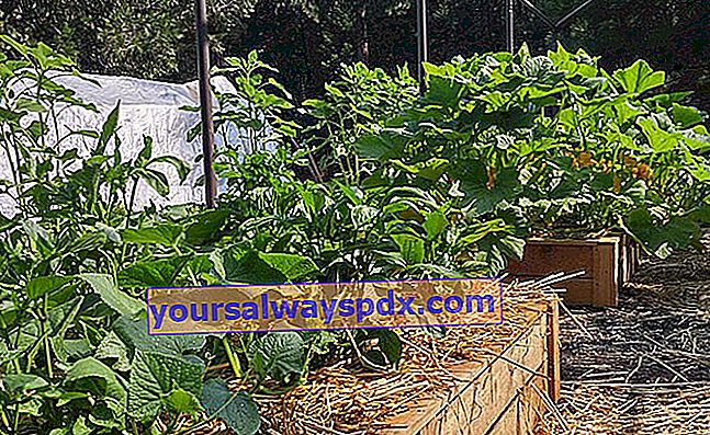 Buat kebun sayur di dataran: mudah!