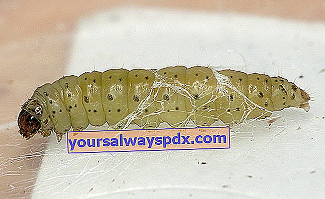 Purre møl eller purreorm (Acrolepia assectella)