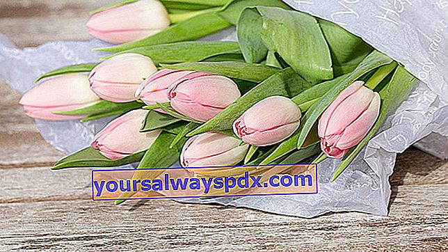 tulip: pernyataan cinta