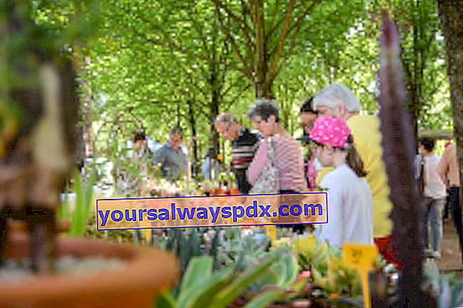 Das Blumenfest 2020 in Riorges (42)