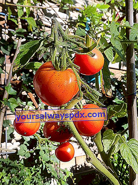 tomatenstengel
