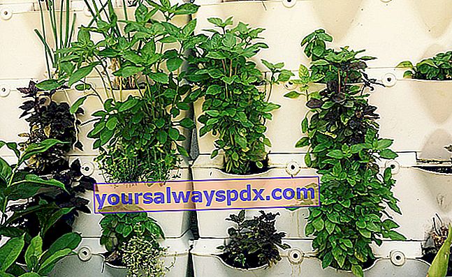 dinding tanaman aromatik 