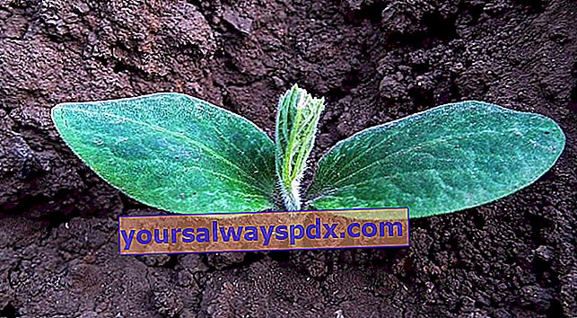 Kürbissämlinge: kleine Zucchinipflanze