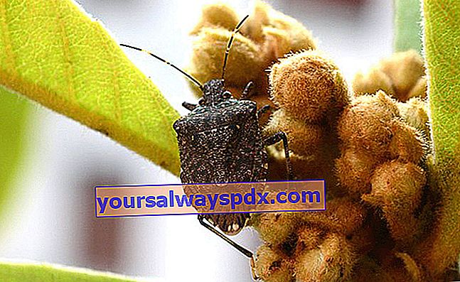 böser Käfer (Halyomorpha halys) 
