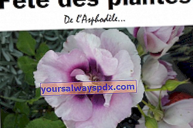 19 ° Festival delle piante di asfodelo - La Roche-sur-Yon (85)