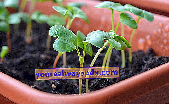 radise kimplanter i en planter