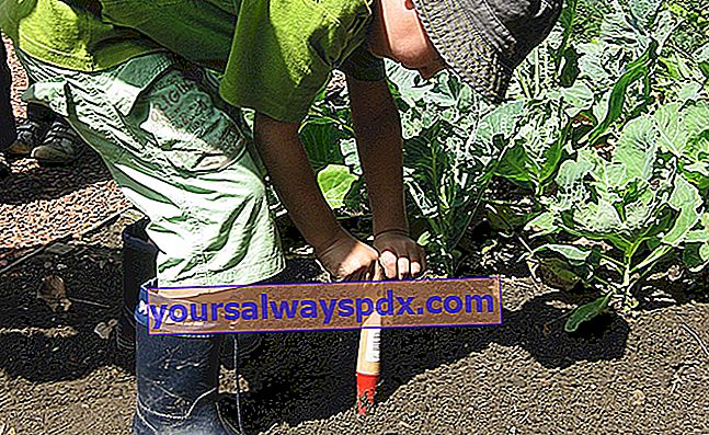 introducera barn till trädgårdsarbete