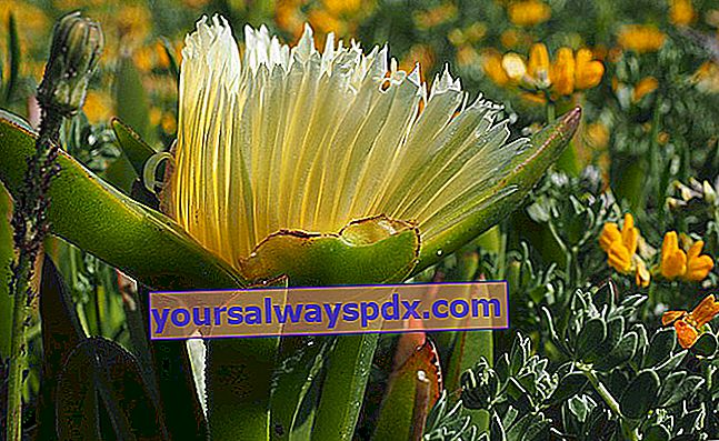 Hekseklo (Carpobrotus edulis): invasiv og invasiv plante i haven