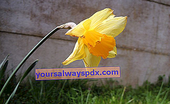 Foto bunga daffodil
