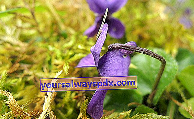 Foto bunga violet