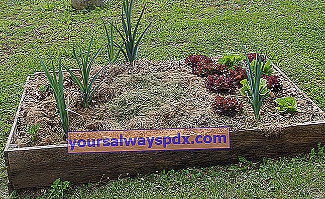 gras maaien mulch