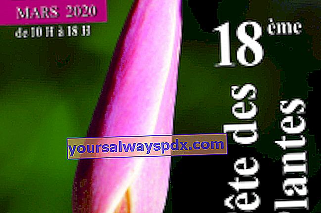 로콘 식물 축제 2020 (62)