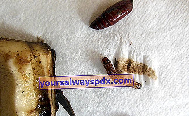 Artisjokwormen en poppen