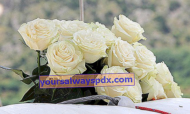 tilbyde hvide roser