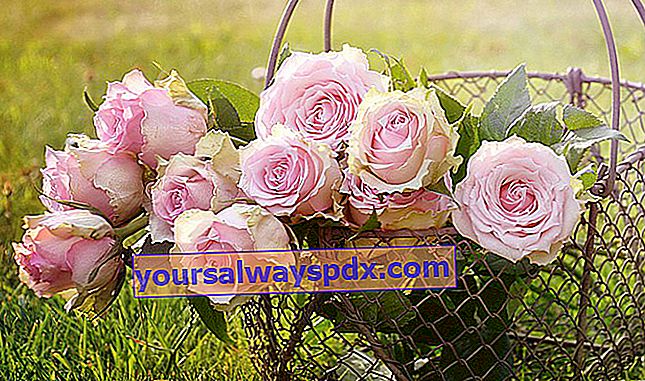 tilbyde lyserøde roser
