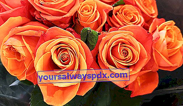 bieten orange Rosen