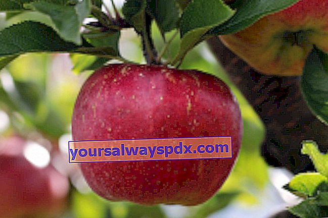 Pameran buah epal dan tradisional 2019 di Massiac (15)
