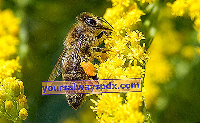 蜂による花の受粉