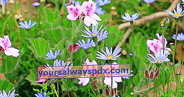 Padang rumput bunga: sesuai untuk ruang taman yang besar