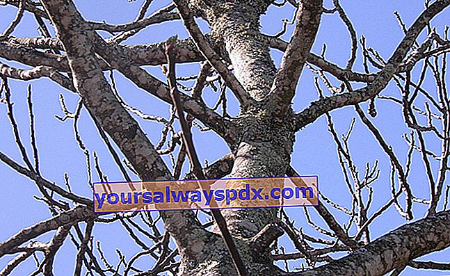 Wann sollte der Feigenbaum beschnitten werden?