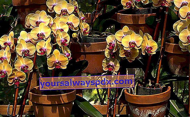 repot orkid dengan baik
