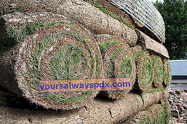Roll grass: come installarlo, quanto costa?