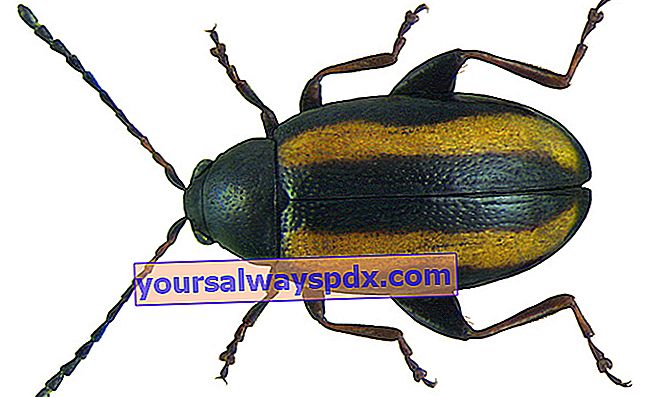 kumbang kutu kubis