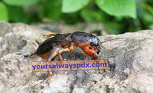 muldvarp cricket (Gryllotalpa gryllotalpa) muldvarp cricket, muldvarp, fore-muldvarp eller plovmand. 