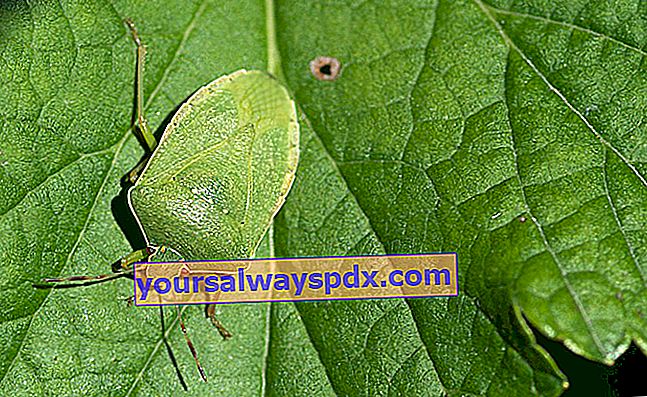 grøn stink bug (Nezara viridula)