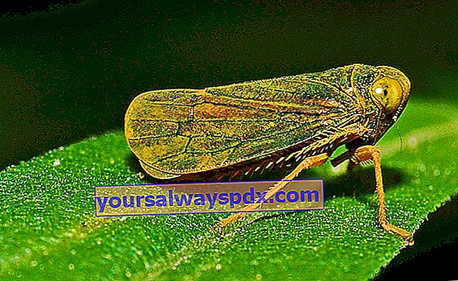 leafhopper: hvordan man fjerner det
