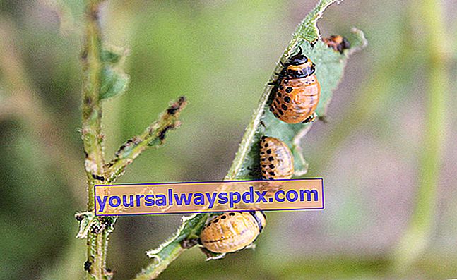 Kawalan, rawatan dan pencegahan kumbang kentang Colorado