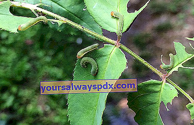 Små gröna larver som äter bladen.  Vilken behandling?