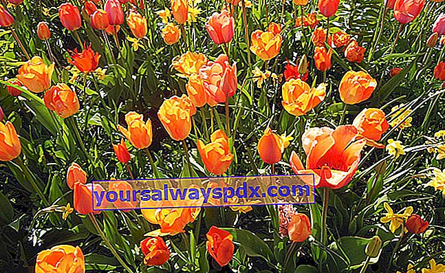 Hvornår skal man plante tulipaner, forårsblomstrende løg