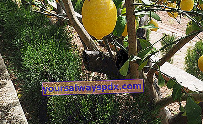 レモンの木などの柑橘系の果物の剪定