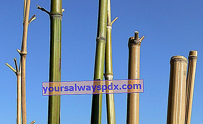 Bambusstöcke als Pfähle verwendet