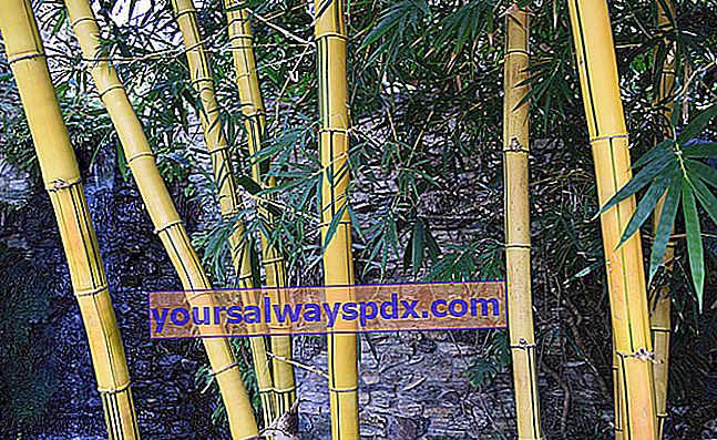 bamboe snoeien