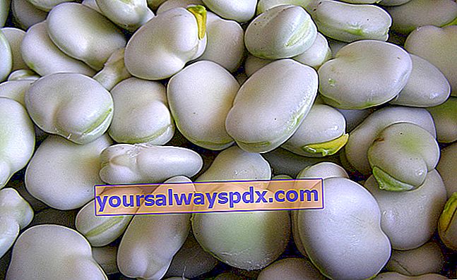 anak benih kacang panjang (Vicia faba) 