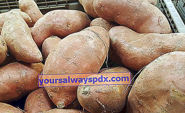 cartof dulce (Ipomoea batatas)